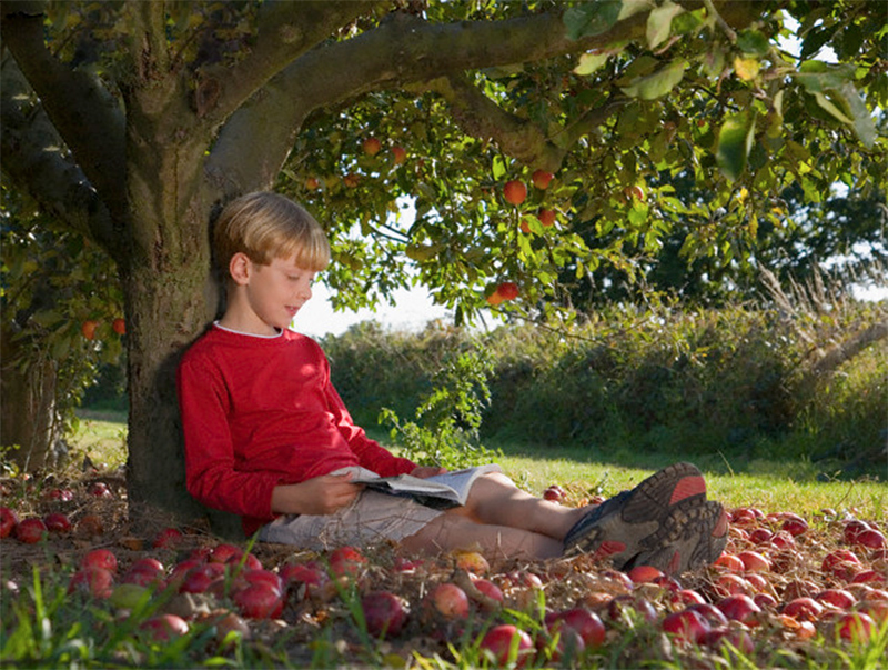 Детям негде жить. Мальчик в яблоневом саду. Мальчик и яблоня. Мальчик в саду. Фотосессия с яблоками в саду.