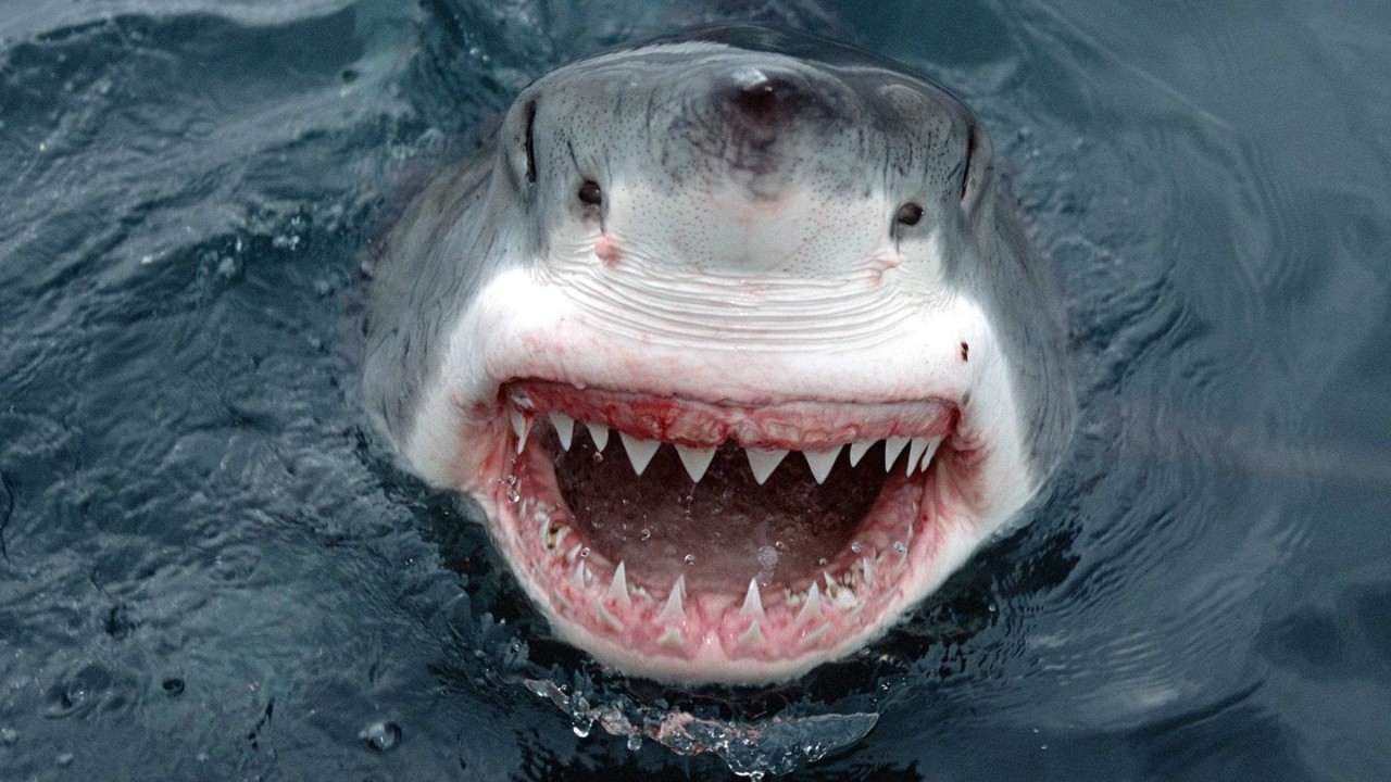 При нападении акулы можно спастись притворившись мёртвым. мифы, наука, разрушители легенд, юмор