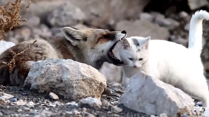 Лиса хотела съесть бездомную кошку, но произошло невообразимое — возникла дружба