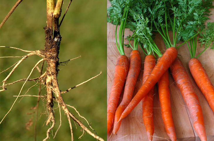 Морковь относится к группе. Какими были овощи. Продукты которые мы ели раньше.