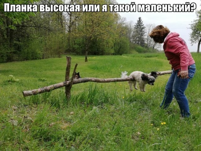 Первым, что бросилось Сереге в глаза, был кот. И последним демотиваторы,животные,позитив,Смешные животные,юмор