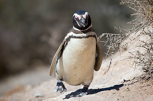 Магеллановы пингвины воссоединились с Атлантическим океаном