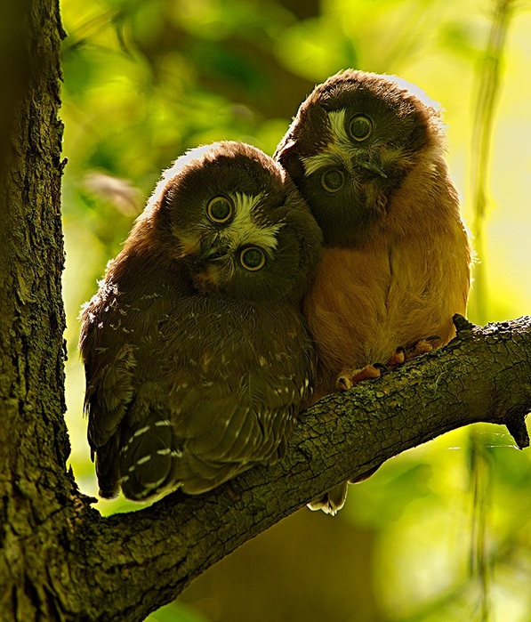 animals (81) (597x700, 170Kb)