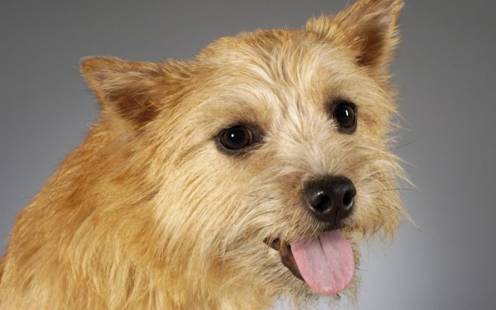 20 фото беспородных собак, сделанных с любовью 20 фото беспородных собак, сделанных с любовью