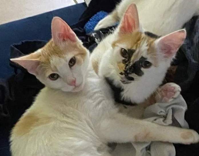 Без кота и жизнь не та
