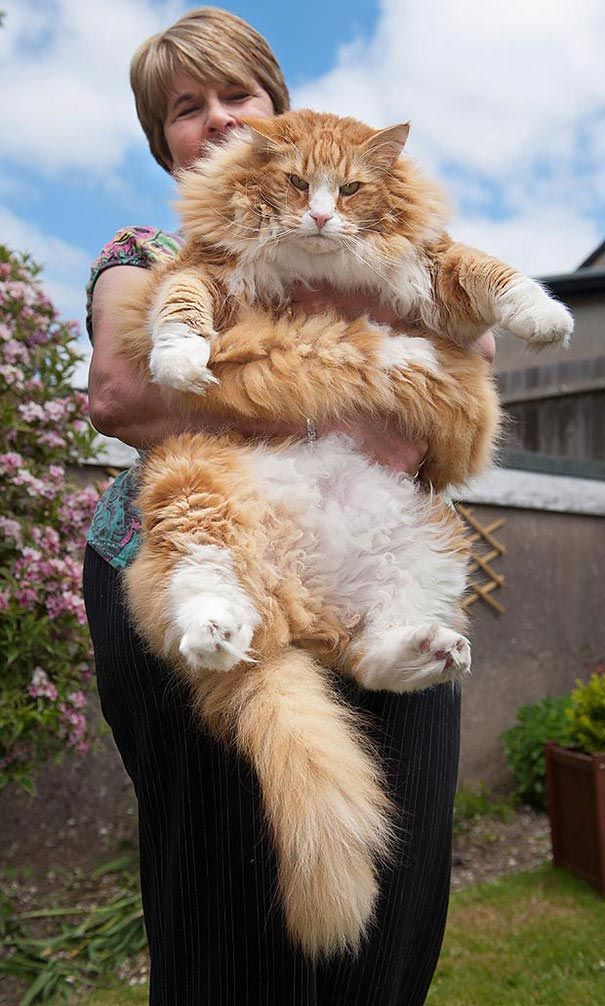 Коты-гиганты, огромные коты, гигантские коты, мейн-куны, коты саванна