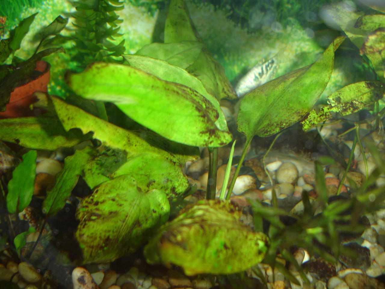 Бурые диатомовые водоросли. Диатомовые водоросли в аквариуме. Коричневые диатомовые водоросли. Бурые водоросли в аквариуме. Диамондовые водоросли.