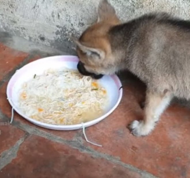 Щенок и еда