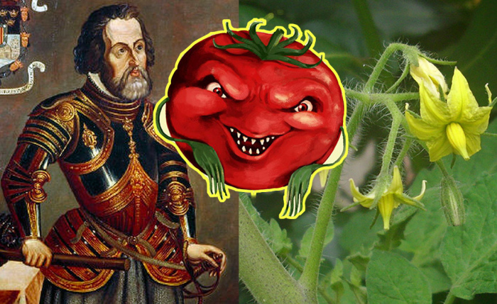 Почему помидоры считались ядовитыми и греховными, и Как удалось избавиться от этих суеверий жизнь
