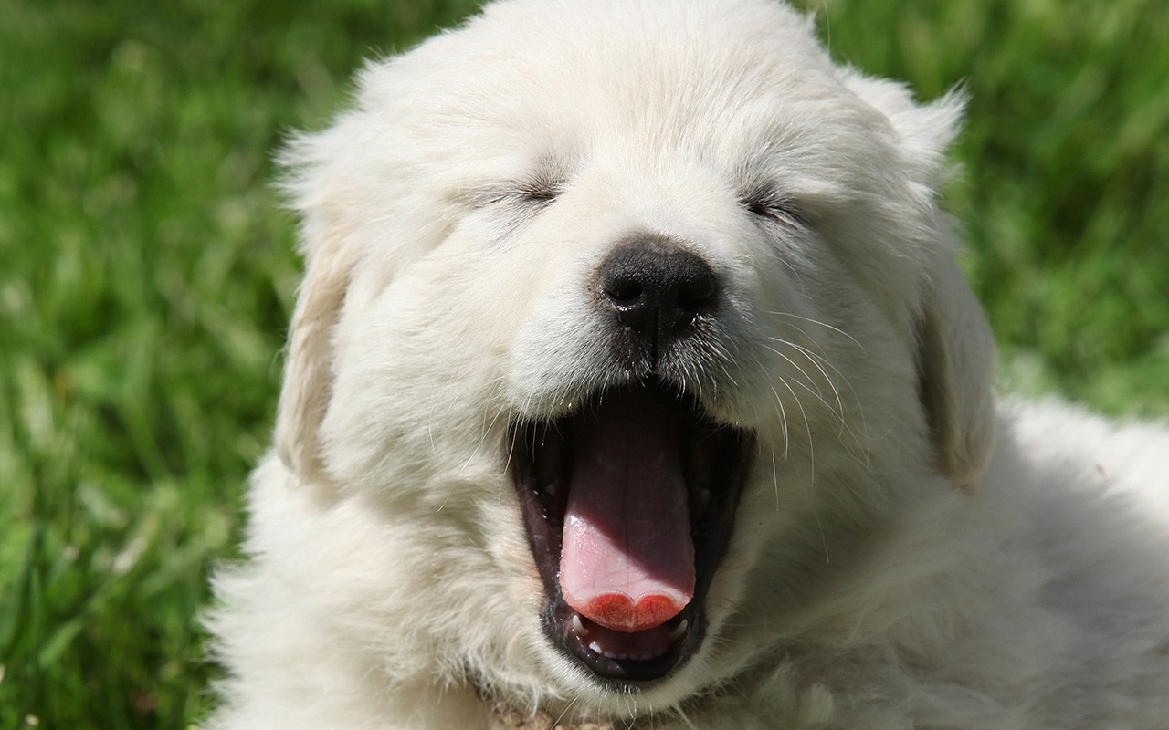 Do you want a Great Pyrenees puppy? Adding a Great Pyrenees puppy to your home is much different than any other breed, so here's what you need to know.