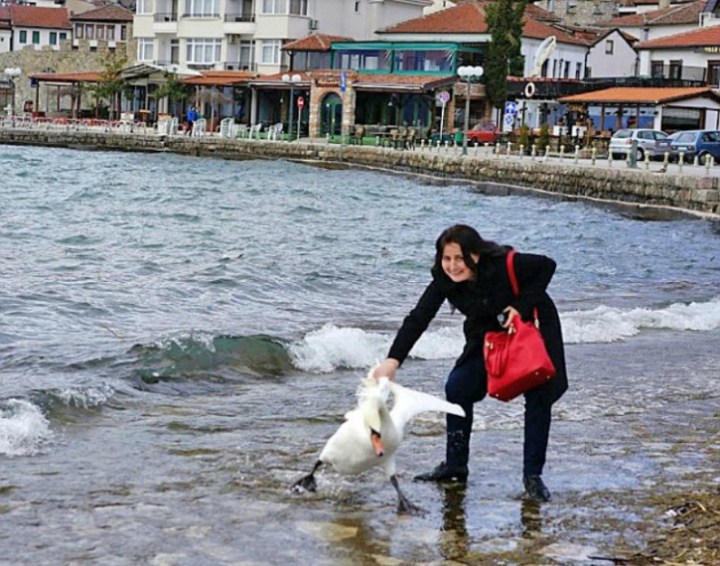 лебедь погиб после того как с ним сделали селфи