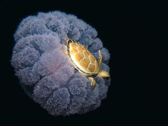 Путешествие черепахи на гигантской медузе.
