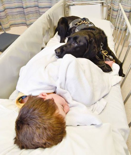 преданная собака легла в больницу вместе с хозяином 