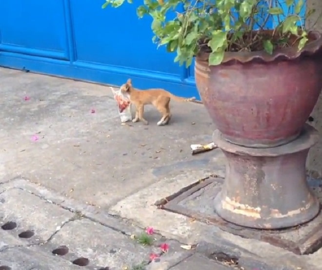 Кот у двери