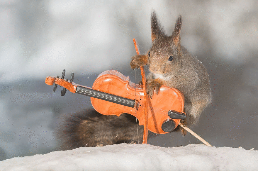 squirrels animation Даже белочек можно научить играть на музыкальных инструментах
