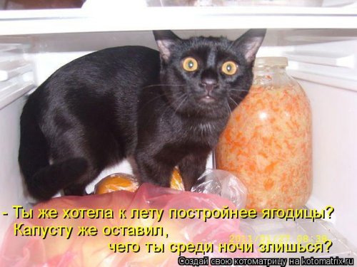 Новая котоматрица  