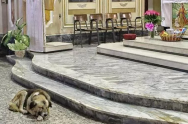 Причина по которой этот пёс часами грустит в храме ранит до слёз... Это пример настоящей верности и дружбы на всю жизнь 