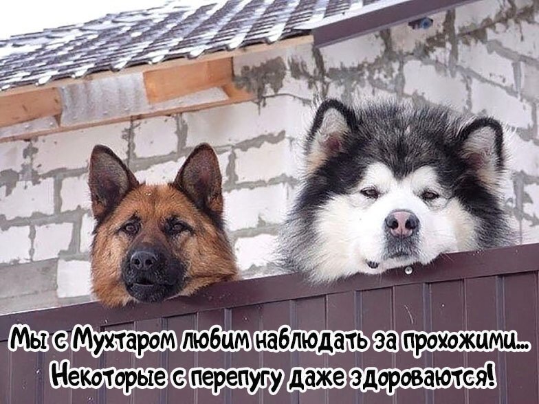 Первым, что бросилось Сереге в глаза, был кот. И последним демотиваторы,животные,позитив,Смешные животные,юмор