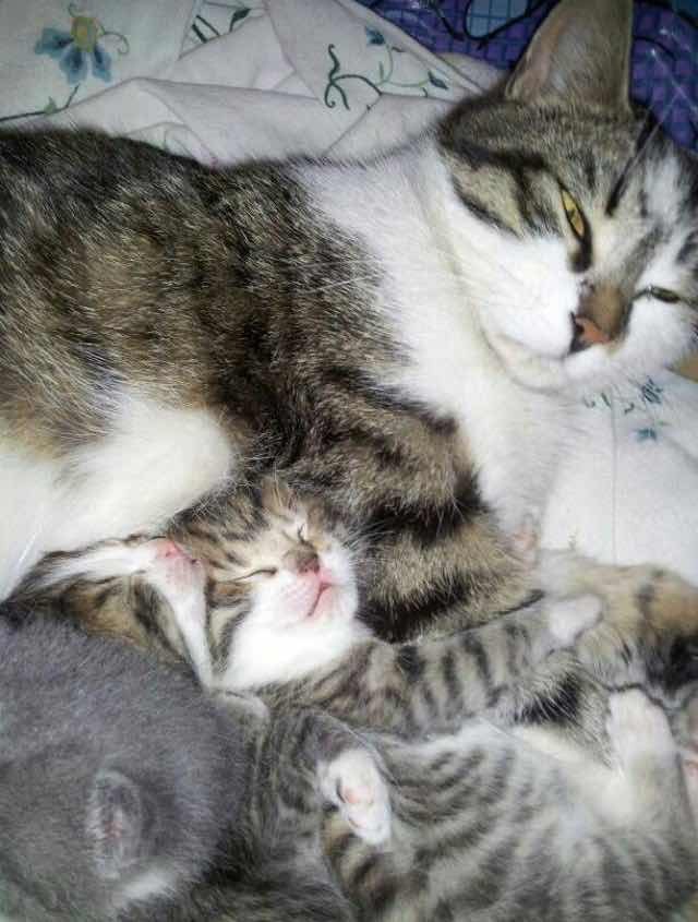 спасенный котенок любит обниматься