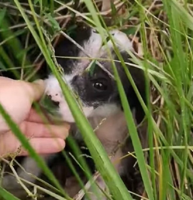 Щенок дрожал и прятался в зарослях кустарника, но вдруг чьи-то руки подняли его Щенок дрожал и прятался в зарослях кустарника, но вдруг чьи-то руки подняли его