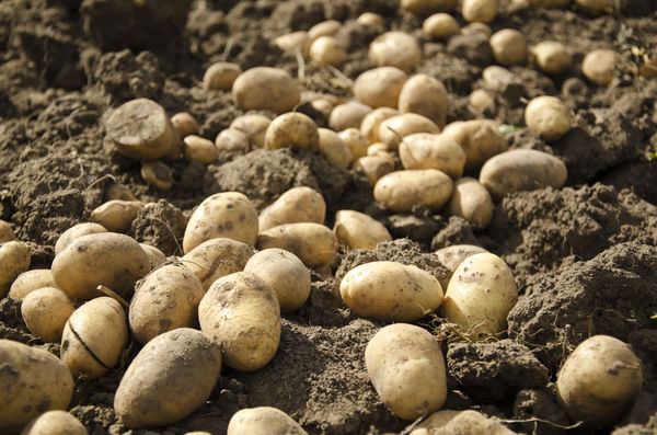 После выкапывания картофеля рекомендуется оставить клубни на месте копки на 1-2 часа для обсушивания