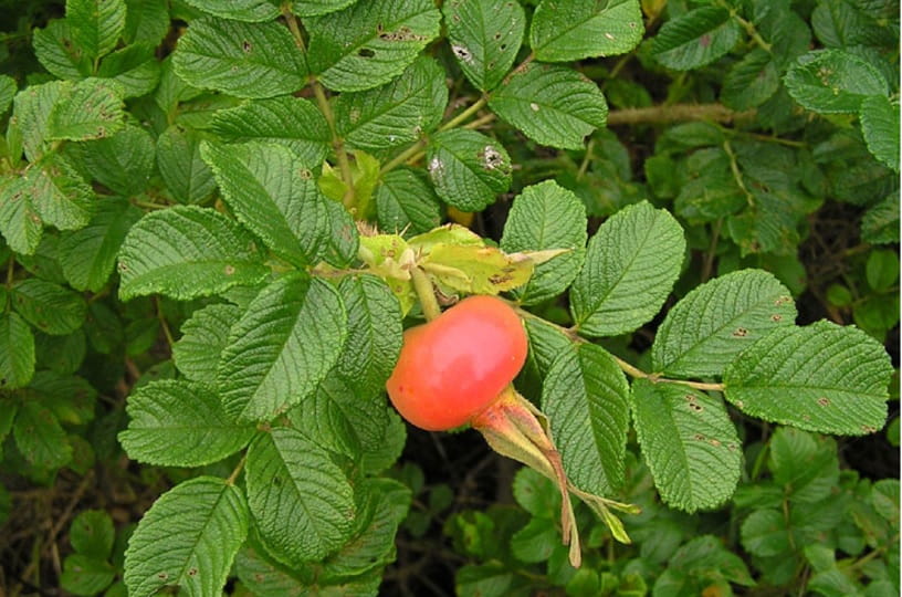 Листья шиповника. Шиповник морщинистый (Rosa rugosa) плоды. Шиповник Дальневосточный морщинистый. Роза ругоза ягоды. Роза ругоза Финляндия.