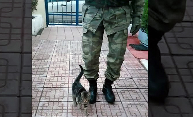 Котенок в Турции вырос на военной базе и научился маршировать. Видео