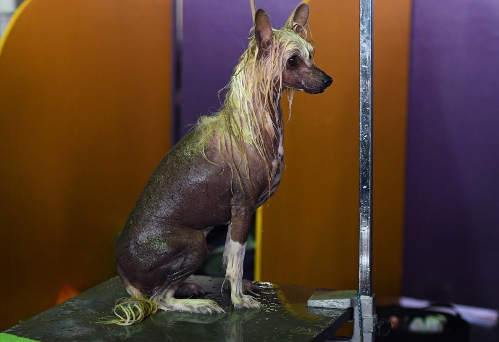 Конкурс собачьей красоты: Westminster Kennel Club 2018