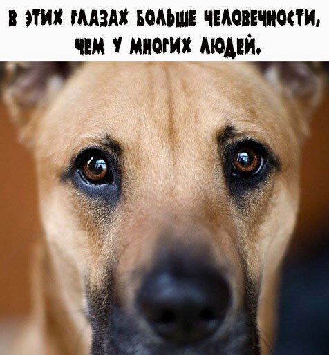 Первым, что бросилось Сереге в глаза, был кот. И последним демотиваторы,животные,позитив,Смешные животные,юмор