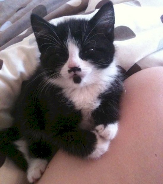 кошки с удивительным рисунком на шерсти 