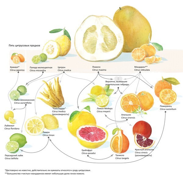 Про цитрусовые. И про то, что нужно проверять факты гибрид, помело, гибриды, гибридов, очень, мандарина, именно, цитрусовых, могут, гибридом, может, которые, комментарий, цитрона, родословной, гибридами, нравятся, является, цитрусов, сорта