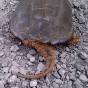 С этими хохотушками вы на 100% отдохнёте от всех забот! Смотрим! С этими хохотушками вы на 100% отдохнёте от всех забот! Смотрим! позитив