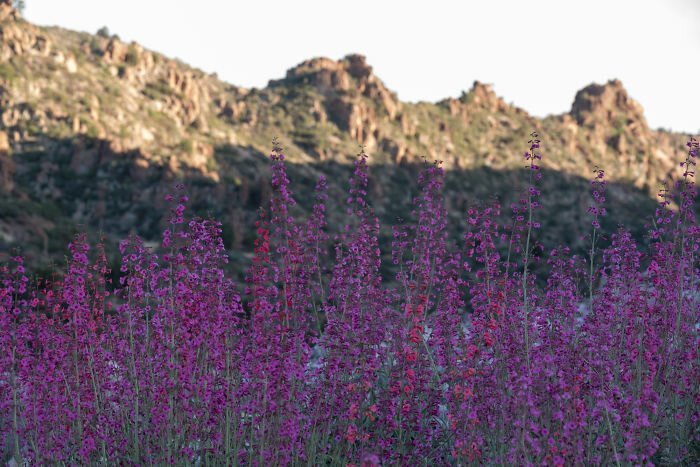 Пчелы, уснувшие в цветке: история одного фотоснимка Пчелы, уснувшие в цветке: история одного фотоснимка природа