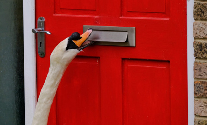 Лебедь осаждает британский город: он часами стучит во входные двери местных жителей и гремит почтовыми ящиками