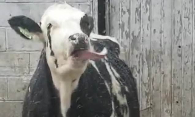 Корова Стелла насмешила Интернет, когда попыталась поймать языком каждую снежинку