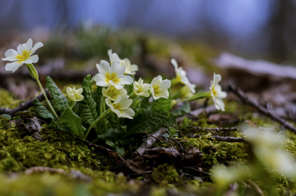 Тает зима, убегая в леса ручейками... Март – это зыбкая несмелая нежность… Тает зима, убегая в леса ручейками... Март – это зыбкая несмелая нежность… природа