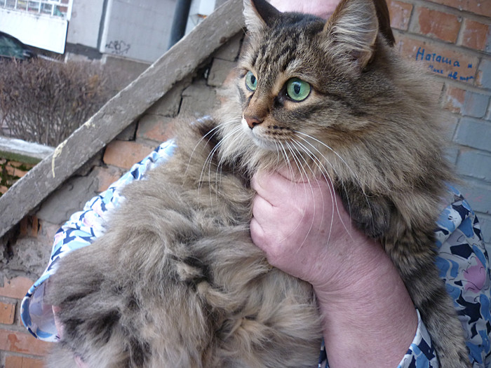 Мурка отогрела младенца-подкидыша герои, коты