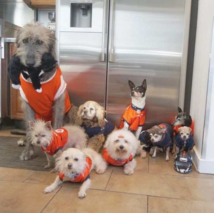 мужчина забирает из приюта старых собак