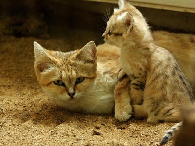 Даже когда взрослеют, эти кошки выглядят как котята. И их котята тоже выглядят как котята животные, коты, милота