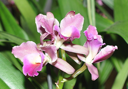 Каттлея (Cattleya) Каттлея (Cattleya)