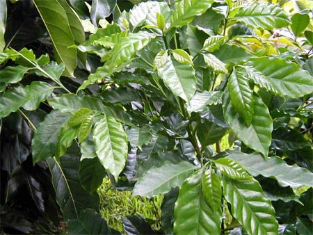 Секреты выращивания кофейных деревьев