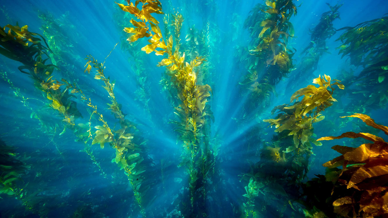 Подводный лес из водорослей в Калифорнии