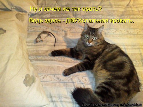 Свежая котоматрица для всех на выходные 