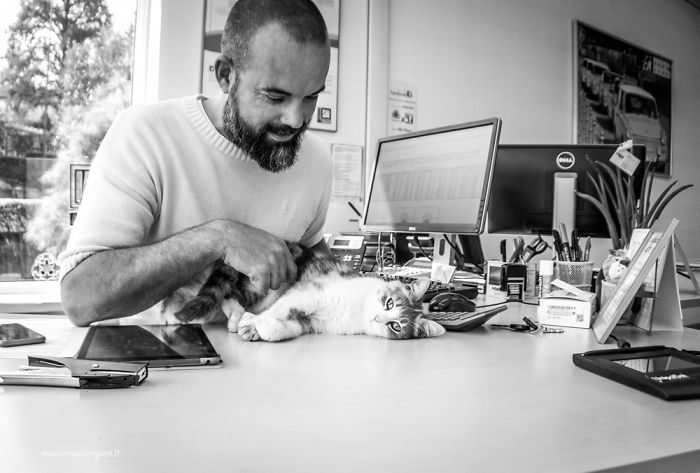 Счастливые кошки Счастливые кошки