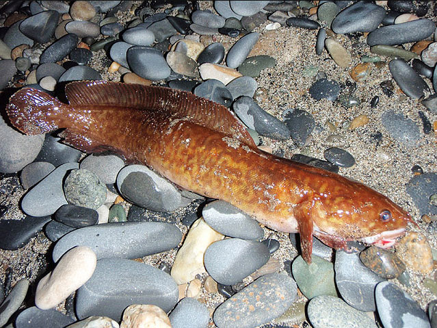 Налим морской Средиземноморский (Gaidropsarus mediterraneus)