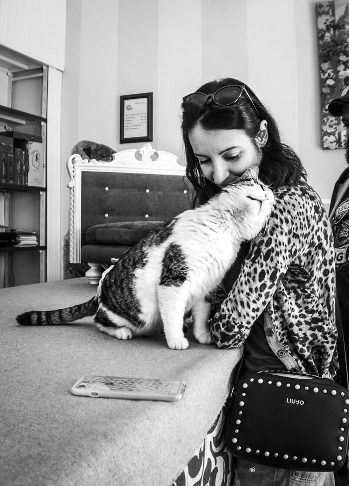 Счастливые кошки Счастливые кошки