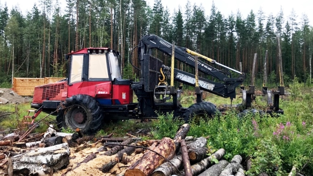 Вырубка деревьев в престижном районе Севастополя возмутила горожан и общественников Общество