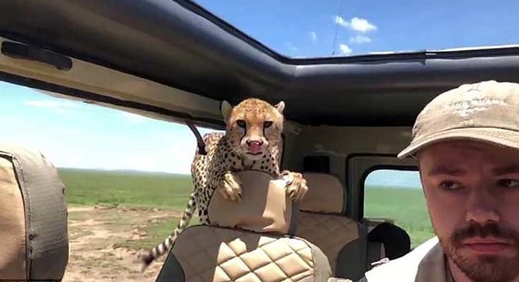 Турист проявил нехилое самообладание, когда в его джип заскочил взрослый гепард гепард, животные, киса, красота, люди, природа, турист