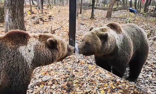 Рядом с берлогой медведя в лесу поставили зеркало и стали наблюдать реакцию: видео