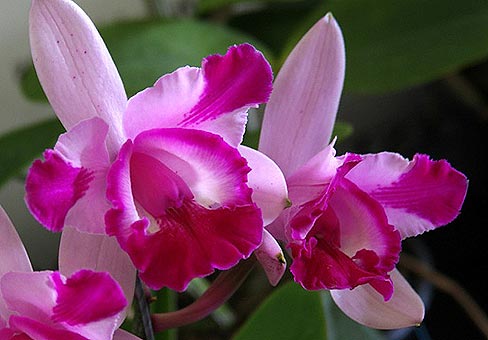 Каттлея (Cattleya) Каттлея (Cattleya)
